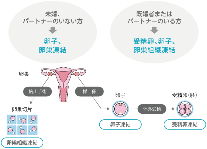 ヒト卵子数の年齢による推移